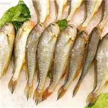 东海小黄鱼海鲜营养丰富深海野生