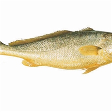 大黄鱼东海海鲜批发礼品礼盒装