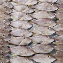 长期供应海鲜冷冻水产品马面鱼（扒皮鱼）