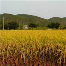 大量供应优质早稻