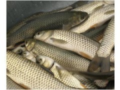 大量供应洞庭湖各类粗加工水产品