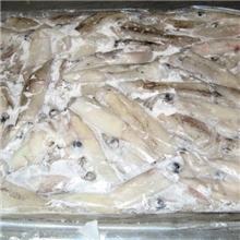 美国加州笔管鱼