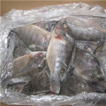 条冻罗非鱼