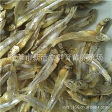 养殖场直销野生公干鱼/白帆鱼干30斤/箱10元/斤食品厂原料
