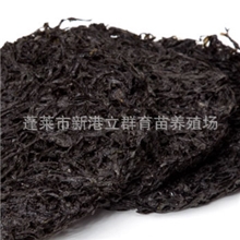 养殖场直销顶级/野生/紫菜头水紫菜10斤装