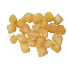 养殖场直销半淡干贝(湿)450-480粒AA级/酒店餐饮专供！