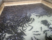 出售黑鱼,黑鱼苗