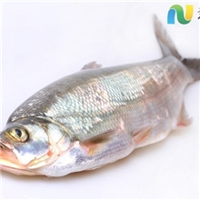 超优特供太湖翘嘴白鱼白条鱼白鱼冰鲜大小规格均有2-7斤