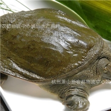 优质特惠，三年生态放养甲鱼/中华鳖，海鲜野生品质批发包邮