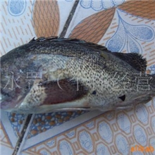 供应渤海湾长岛鲜活黑鱼