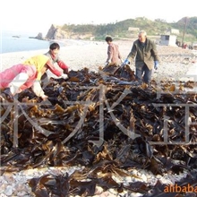 供应今年渤海湾山东长岛淡干海带昆布90公分长去边去尾等级菜
