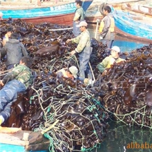 供应全中国最好的长岛优质黑海带（只做优质海带）