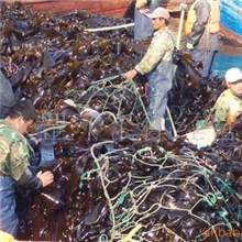 供应渤海湾长岛优质黑海带