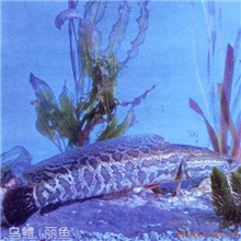 本地种以及杂交品乌鳢（生鱼）。