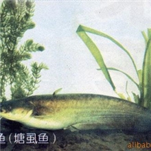 本地塘虱.土杀鱼。胡子鲶