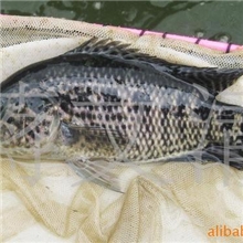 石斑鱼.淡水石斑鱼