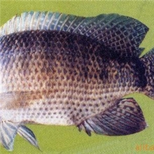 l件起批批发供应各种高品质的罗非鱼