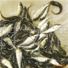 鲤鱼苗。