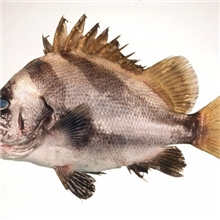 供应铜盆鱼,黑包公鱼苗鱼，打铁婆,正花包公鱼苗，副包公