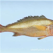 出售大黄鱼苗，黄瓜鱼苗,真鲷苗