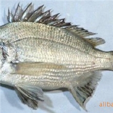 供应黑鲷苗,黑格,乌格海鲋黑加吉,黑鲷鱼苗