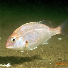 供应真鲷苗，加吉鱼苗，立鱼苗,另黑包公鱼苗，红鼓鱼苗,