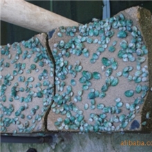 出售鲍鱼苗，鲍鱼种苗