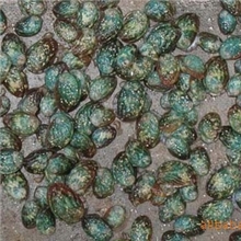供应各品种秋季及春季等鲍鱼苗，鲍鱼