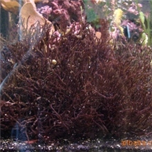 常年大量供应龙须菜，广东土菜，鲍鱼菜，海发菜,养殖鲍鱼饵料