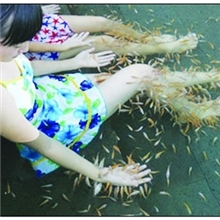 土耳其亲亲鱼广州销售中心电话:13928819593