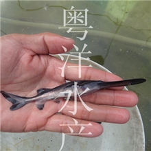 广东大量批发鸭嘴鱼苗