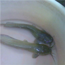 广州粤洋水产大量批发本地塘虱鱼苗