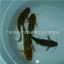 批发高雄性黄颡鱼苗