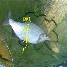 广东大量批发团头鲂鱼苗