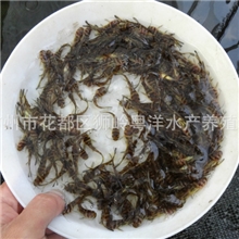 批发优质高雄性黄骨鱼苗