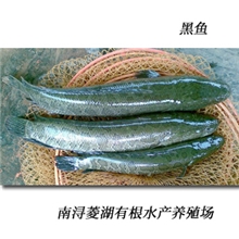 供应鲜活水产鱼类浙江淡水鱼苗批发特种淡水鱼类养殖黑鱼1斤上