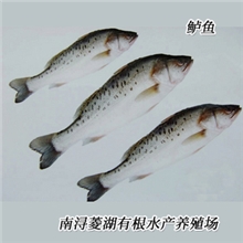 供应鲜活水产鱼类浙江淡水鱼苗批发特种淡水鱼类养殖鲈鱼1斤