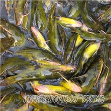供应鲜活水产品浙江特种淡水鱼类养殖淡水水产养殖黄颡鱼批发