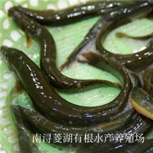 供应鲜活水产鱼类浙江淡水鱼苗批发特种淡水鱼类养殖泥鳅鱼鳅苗