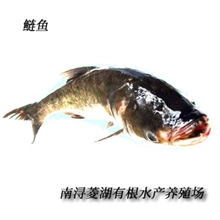 供应鲜活水产鱼类淡水鱼苗批发淡水鱼类水产养殖鲢鱼白鲢3斤