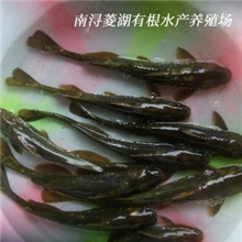 供应鲜活水产鱼类浙江淡水鱼苗批发特种淡水鱼类养殖牛尾巴鱼