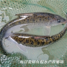 供应鲜活水产品淡水鱼苗批发浙江特种淡水鱼类养殖花骨鱼花鼓鱼