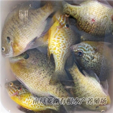 供应鲜活水产鱼类浙江淡水鱼苗批发特种淡水鱼类养殖太阳鱼苗