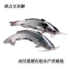 供应鲜活水产品浙江淡水鱼苗批发淡水鱼类养殖斑点叉尾鮰鱼苗