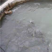 供应优质虹鳟，金鳟鱼苗