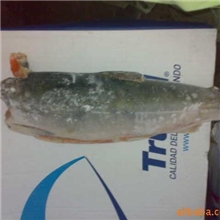 供应红鲑鱼原料