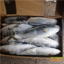 供应黄金鲅鱼（黄鲣鱼、黄条师鱼、黄师鱼、黄鲥鱼、黄尾鲥）