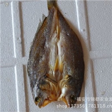 【锦都】直销新鲜活鱼优质春只鱼现捞现卖品质保证