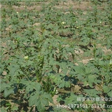 【锦都】直销新品上市新鲜蔬菜补肾黄秋葵瘦身减肥