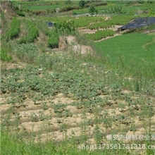 【锦都】供应高品质高质量新鲜蔬菜新鲜黄秋葵质量保证